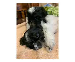 7 weeks old Shih Tzu Puppies - 3