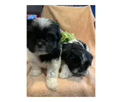 7 weeks old Shih Tzu Puppies - 4