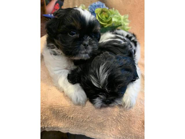 7 weeks old Shih Tzu Puppies in Dallas, Texas - Puppies ...