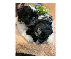 7 weeks old Shih Tzu Puppies - 5