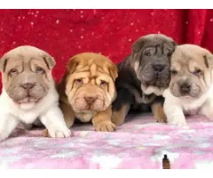 4 Shar Pei Puppies for adoption