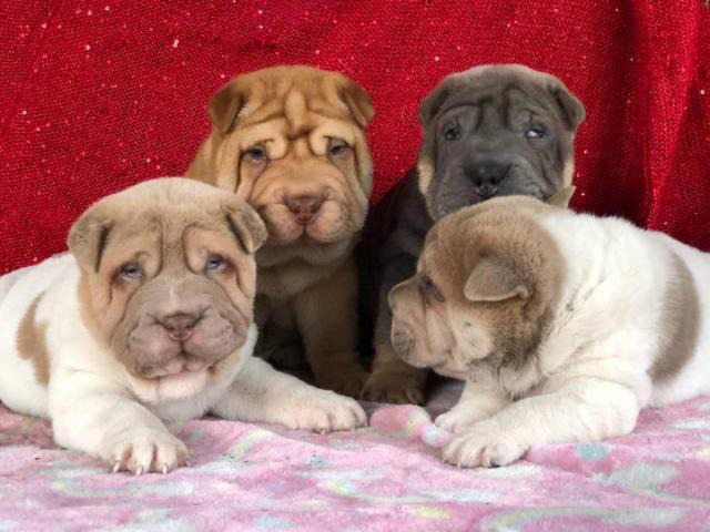 4 Shar Pei Puppies for adoption Houston - Puppies for Sale Near Me