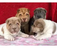 4 Shar Pei Puppies for adoption - 2