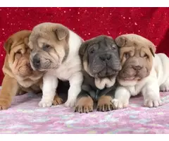 4 Shar Pei Puppies for adoption - 3