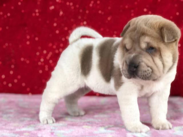 4 Shar Pei Puppies for adoption Houston - Puppies for Sale Near Me