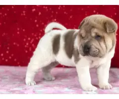4 Shar Pei Puppies for adoption - 13