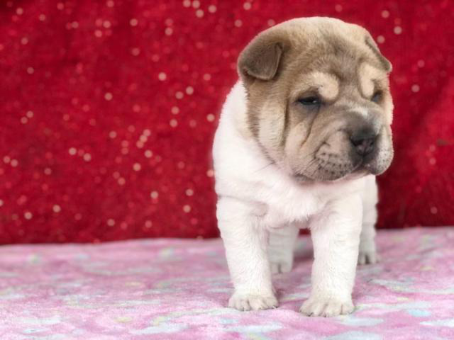 4 Shar Pei Puppies for adoption Houston - Puppies for Sale Near Me