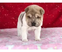 4 Shar Pei Puppies for adoption - 15