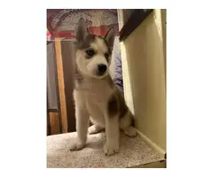 3 Husky Puppies for Sale - 3