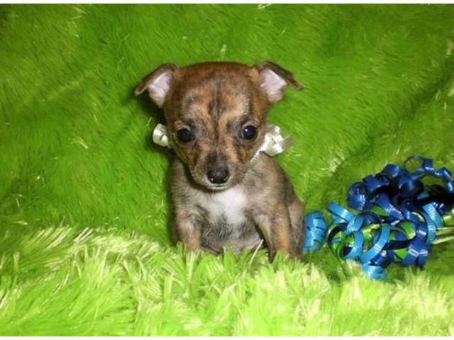 Chihuahua 8 weeks old puppy Orlando - Puppies for Sale Near Me