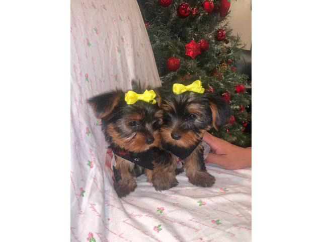 10 weeks old teacup Yorkie puppies for Sale in Wyoming