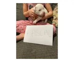 6 Pitbull pups in need of good homes - 6