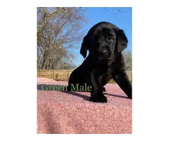 2 Labrador Puppies AKC Champion bloodlines - 4