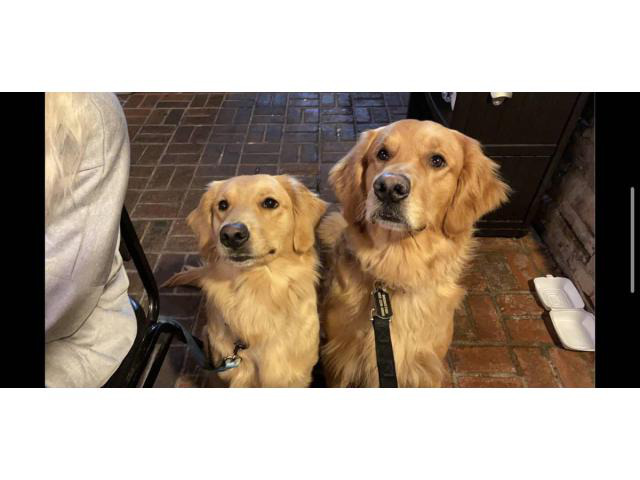 8 AKC Golden Retrievers for Sale in Dayton, Ohio - Puppies ...