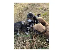 2 months old Shih Tzu Puppies for Adoption