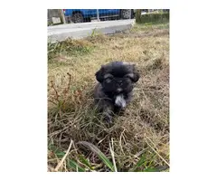 2 months old Shih Tzu Puppies for Adoption - 3