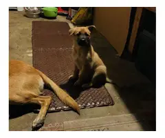 2 males Belgian Malinois for Sale - 5