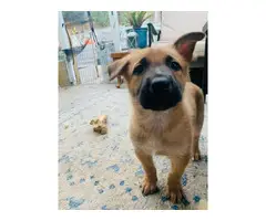 2 males Belgian Malinois for Sale - 10