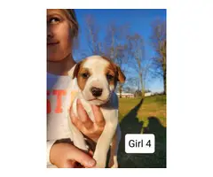 2 female Jack Russell Puppies