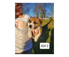2 female Jack Russell Puppies - 2