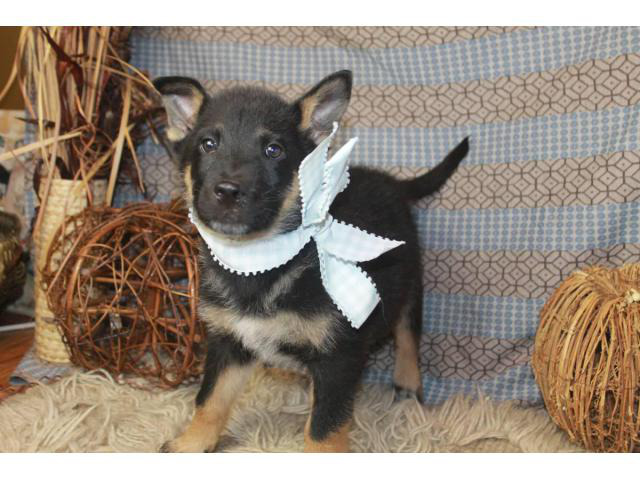 10 Weeks Old German Sheperds Charlotte Puppies For Sale Near Me
