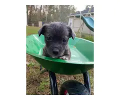 4 Chorkie puppies for adoption