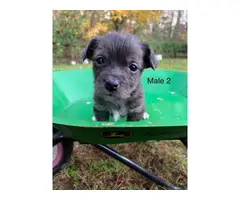 4 Chorkie puppies for adoption - 2