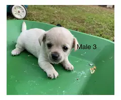 4 Chorkie puppies for adoption - 4