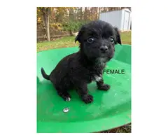 4 Chorkie puppies for adoption - 6