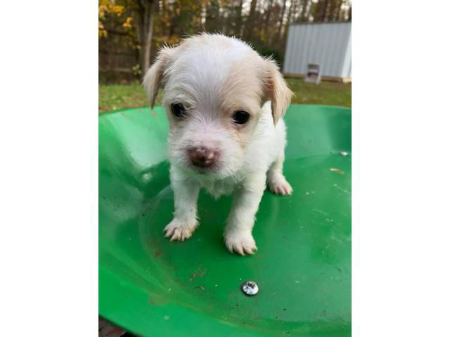 4 Chorkie puppies for adoption Charlotte - Puppies for Sale Near Me