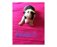 All females Border Collie puppies - 3