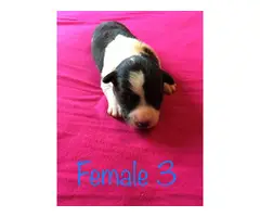 All females Border Collie puppies - 5