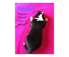 All females Border Collie puppies - 6