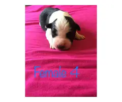 All females Border Collie puppies - 7