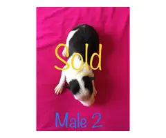 All females Border Collie puppies - 9