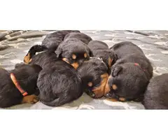 Excellent pedigree Rottweiler puppies for sale - 2