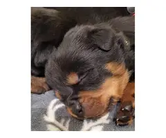 Excellent pedigree Rottweiler puppies for sale - 3