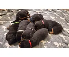 Excellent pedigree Rottweiler puppies for sale - 4