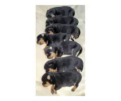 Excellent pedigree Rottweiler puppies for sale - 5