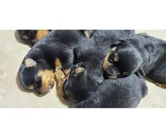 Excellent pedigree Rottweiler puppies for sale - 6