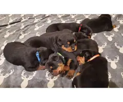 Excellent pedigree Rottweiler puppies for sale - 7