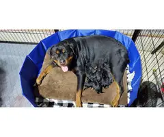 Excellent pedigree Rottweiler puppies for sale - 9