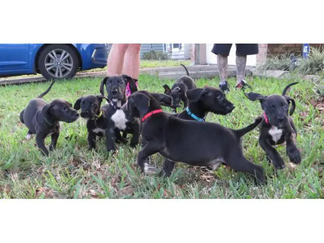 Beautiful Great Dane Puppies