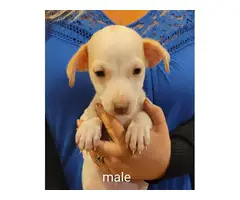 8 weeks old Rat-Cha Puppies - 2