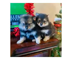 2 Pomeranian puppies ready for Christmas