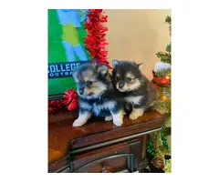 2 Pomeranian puppies ready for Christmas - 2
