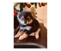 2 Pomeranian puppies ready for Christmas - 3