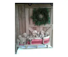 11 Goldendoodle puppies for sale - 2