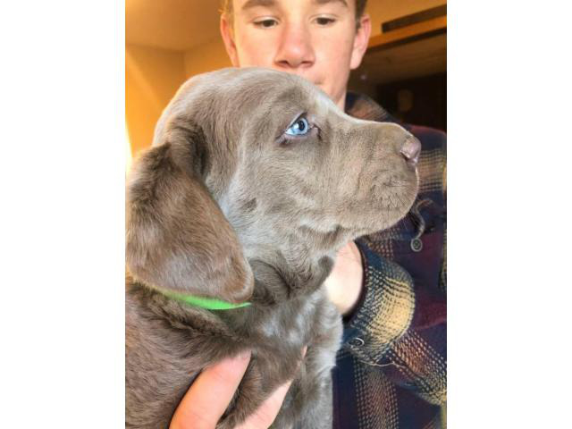 3 purebred diluted chocolate Labrador Retrievers in St.Paul, Kansas - Puppies for Sale Near Me