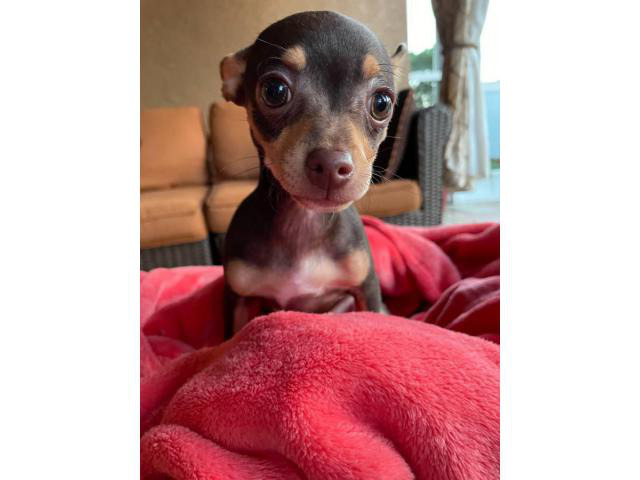 Two chocolate 4 months old Chihuahuas Plant City - Puppies for Sale Near Me